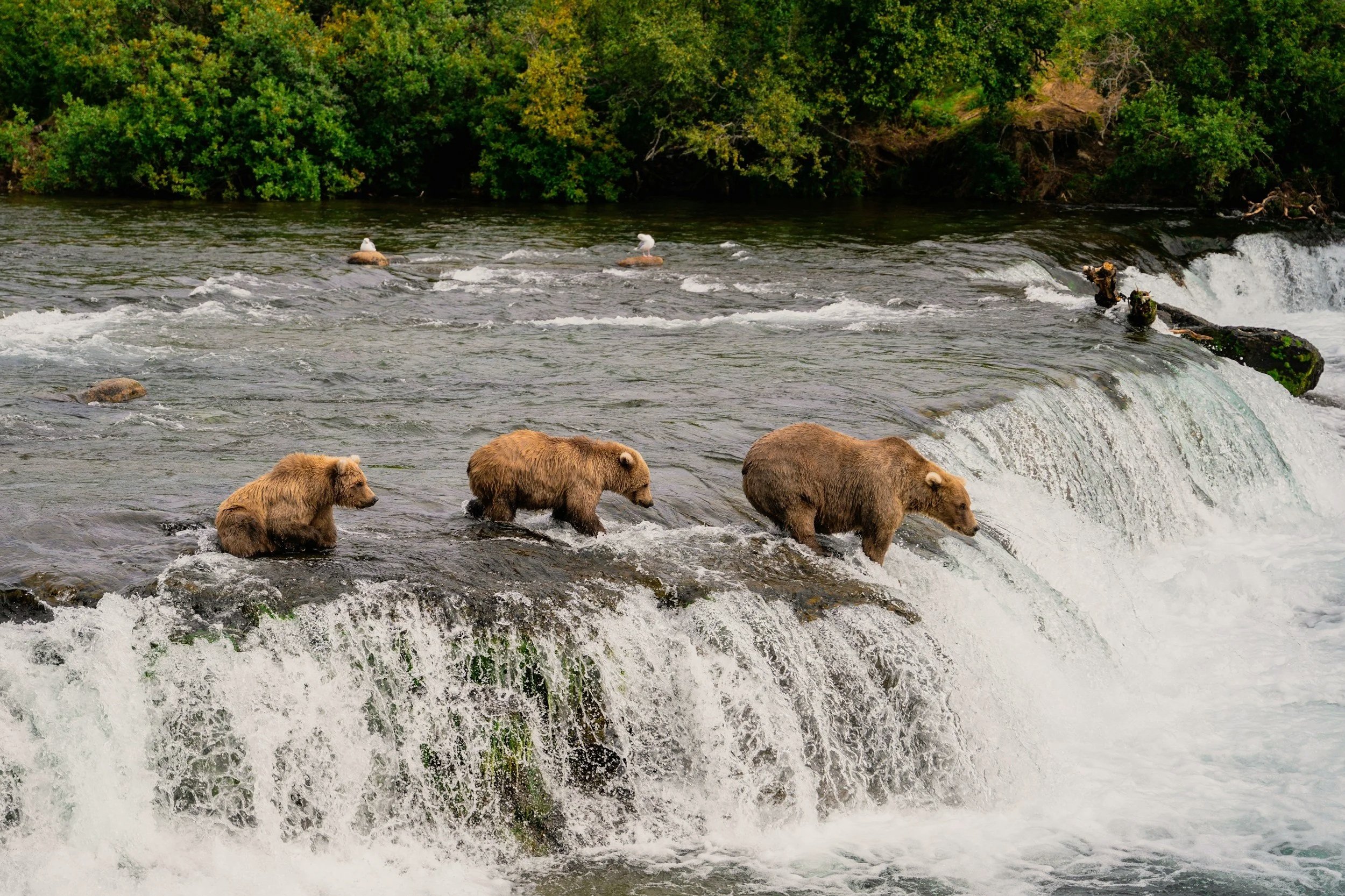 Brown bear fishing for salmon in a river in Katmai National Park, Alaska
