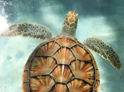 Underwater view of a sea turtle swimming