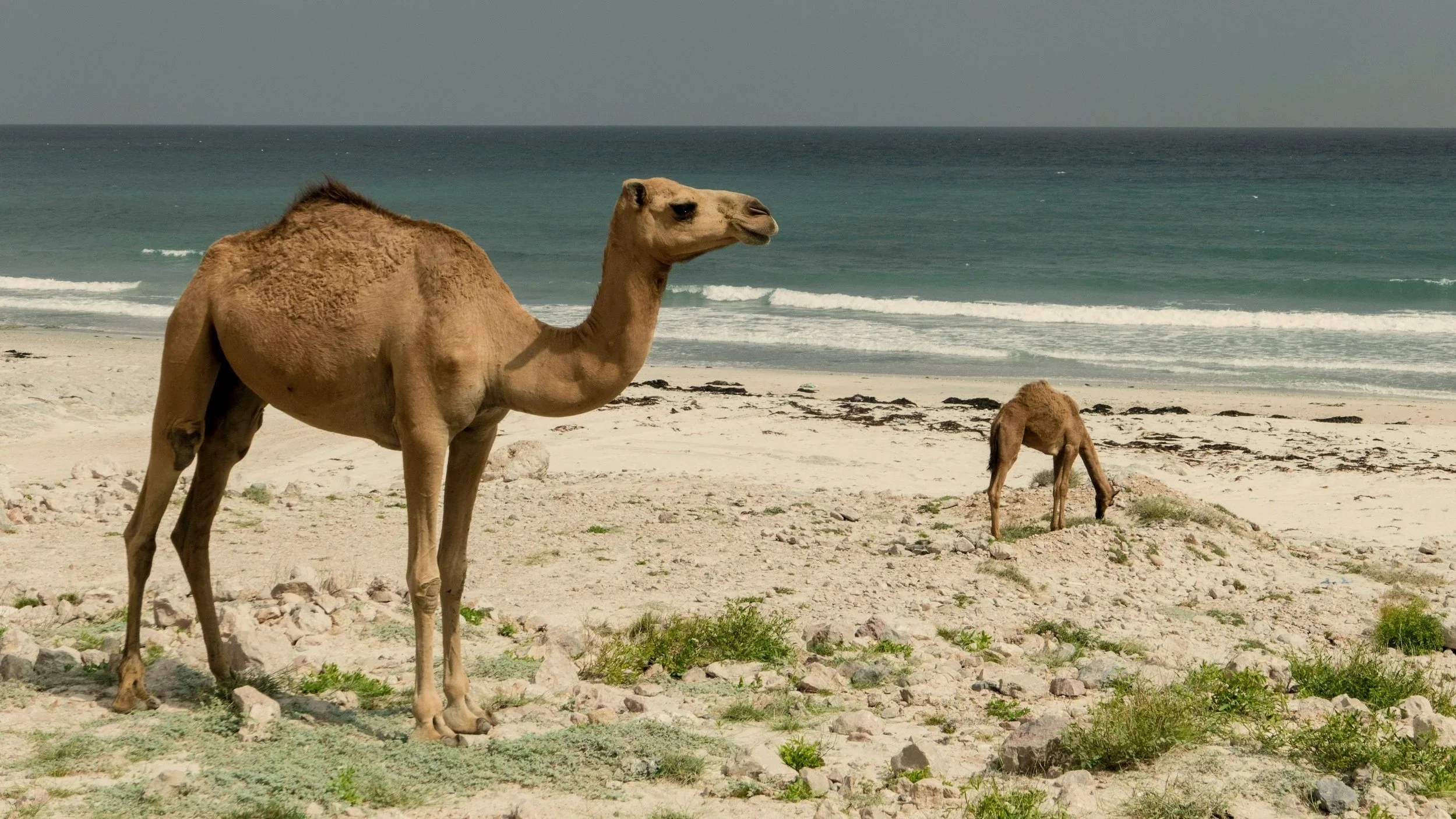 Two camels on a sandy beach, with the ocean and waves in the background.