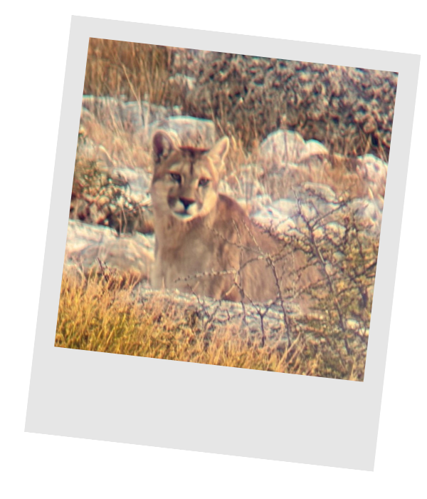 A puma resting among rocks and dry brush dusted with snow in Patagonia.
