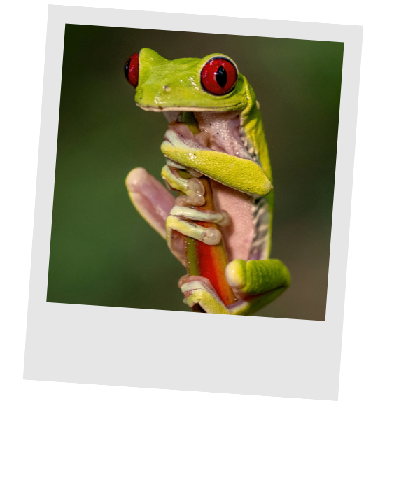 Tree frog resting on a green leaf in the Costa Rican rainforest