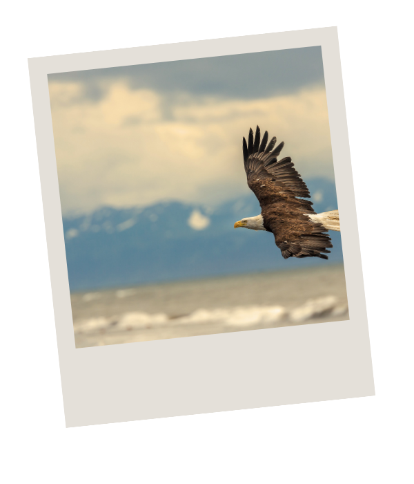 Bald eagle soaring with wings outstretched over Alaska