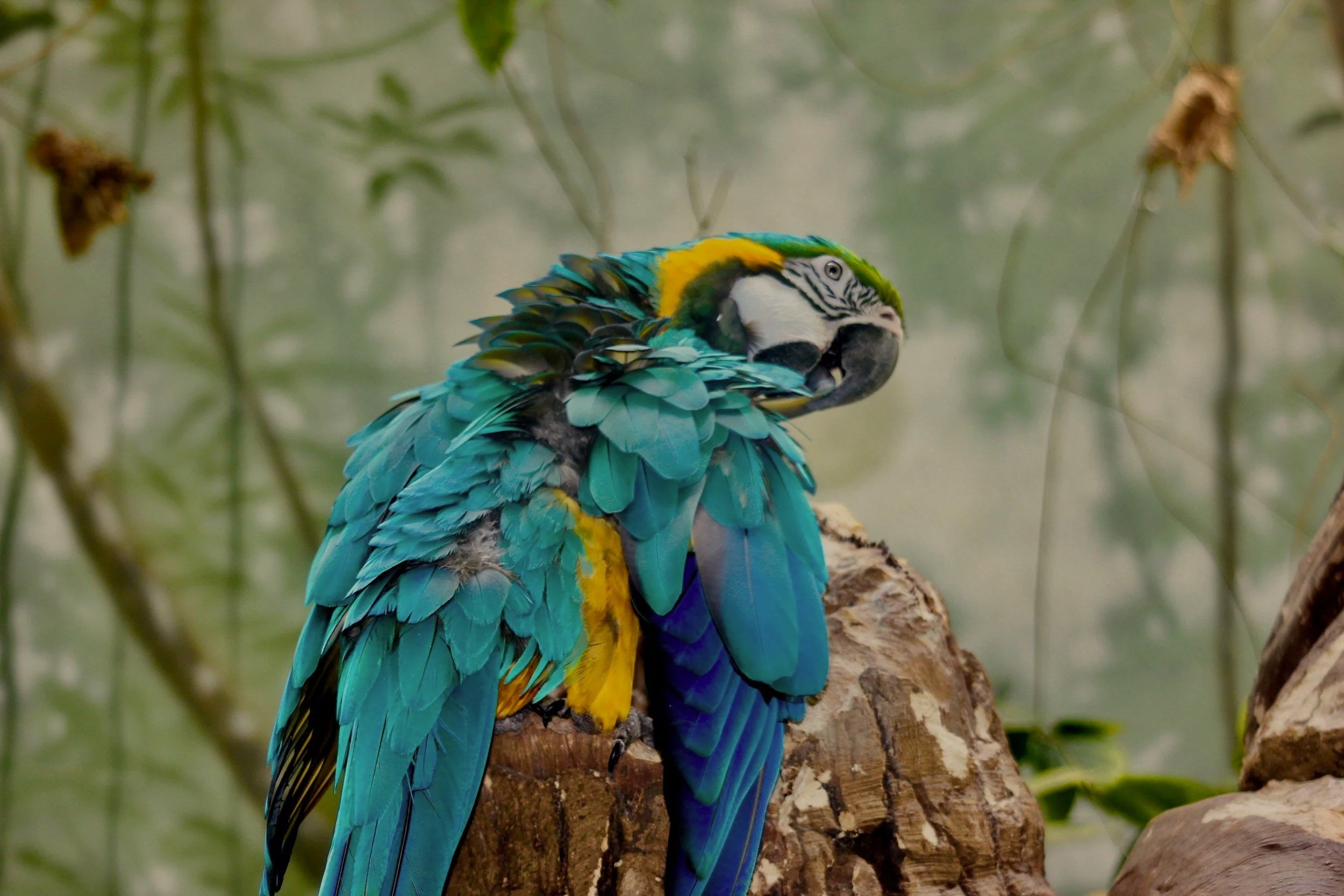 A blue-and-yellow macaw perched on a tree branch in the Peruvian Amazon.