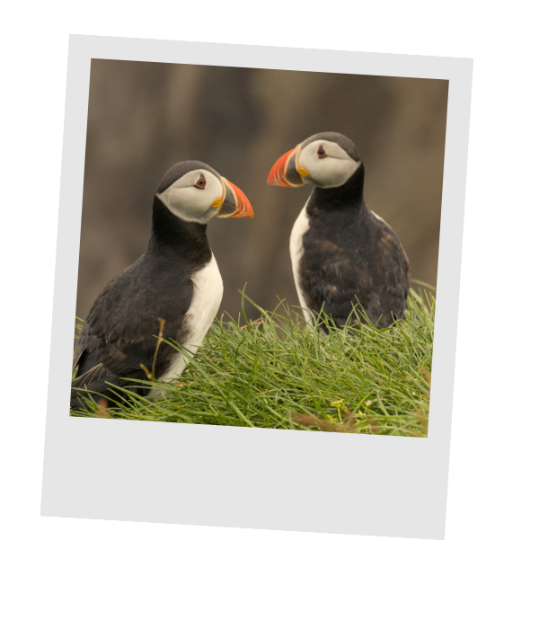 Atlantic puffins perched in the coastal grasses of Newfoundland