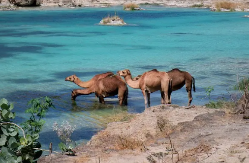 Two horses standing in a turquoise lake near rocky shore