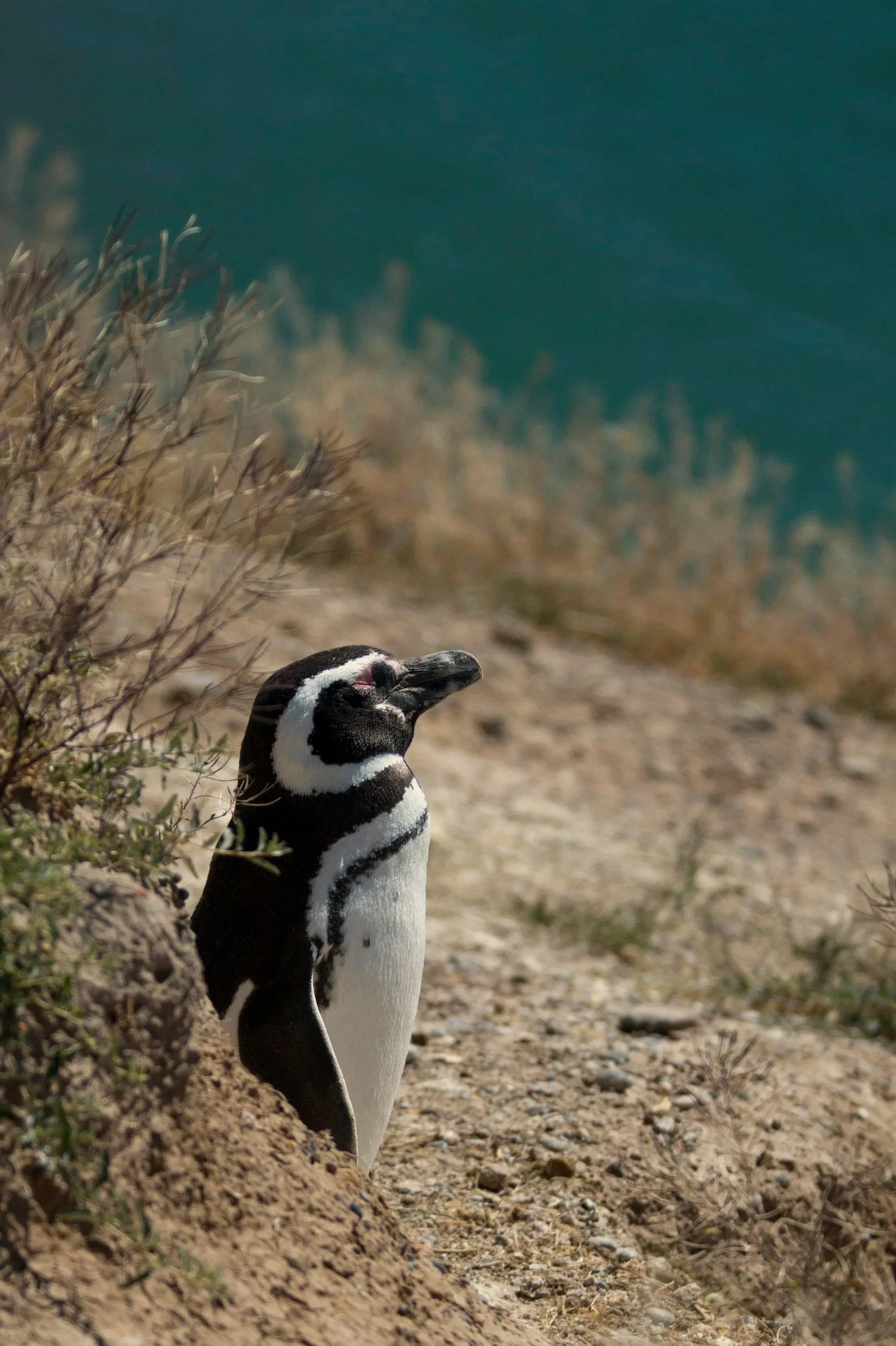 A Magellanic penguin standing at the entrance to its burrow on the Patagonian coast.