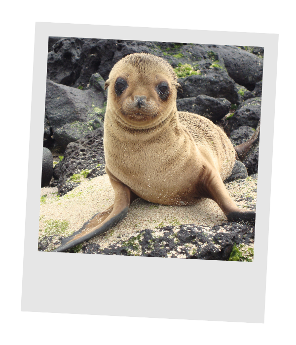 A fuzzy Galápagos sea lion pup sitting on black lava rocks and looking straight at the camera.