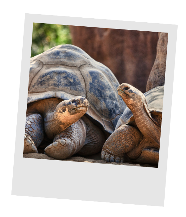 Two giant Galápagos tortoises with weathered domed shells stretching their necks toward each other.