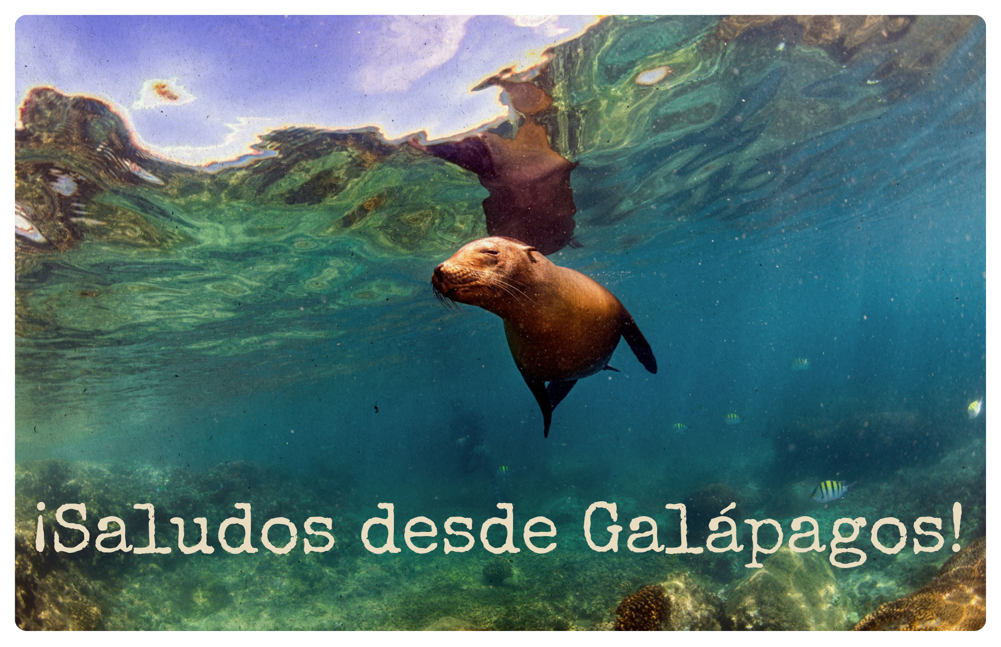 A Galápagos sea lion gliding underwater through sunlit turquoise water, with the words ¡Saludos desde Galápagos!
