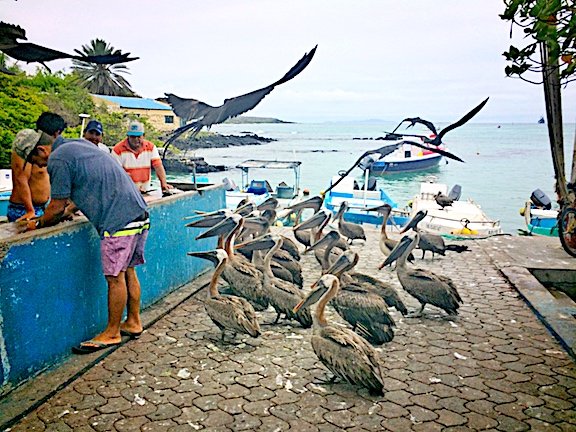 Brown pelicans waiting at a fish market counter as a fisherman cleans the morning catch in Puerto Ayora.