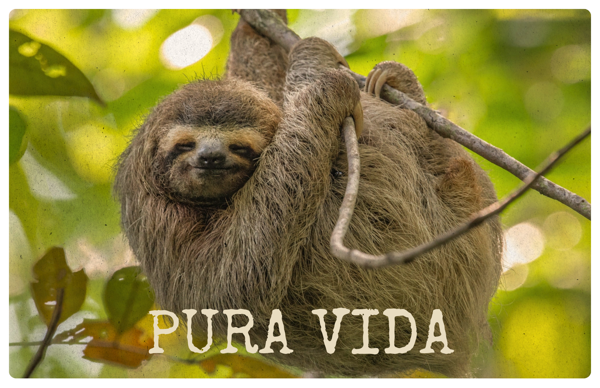 Three-toed sloth smiling from a tree branch on a vintage-style Pura Vida postcard from Costa Rica