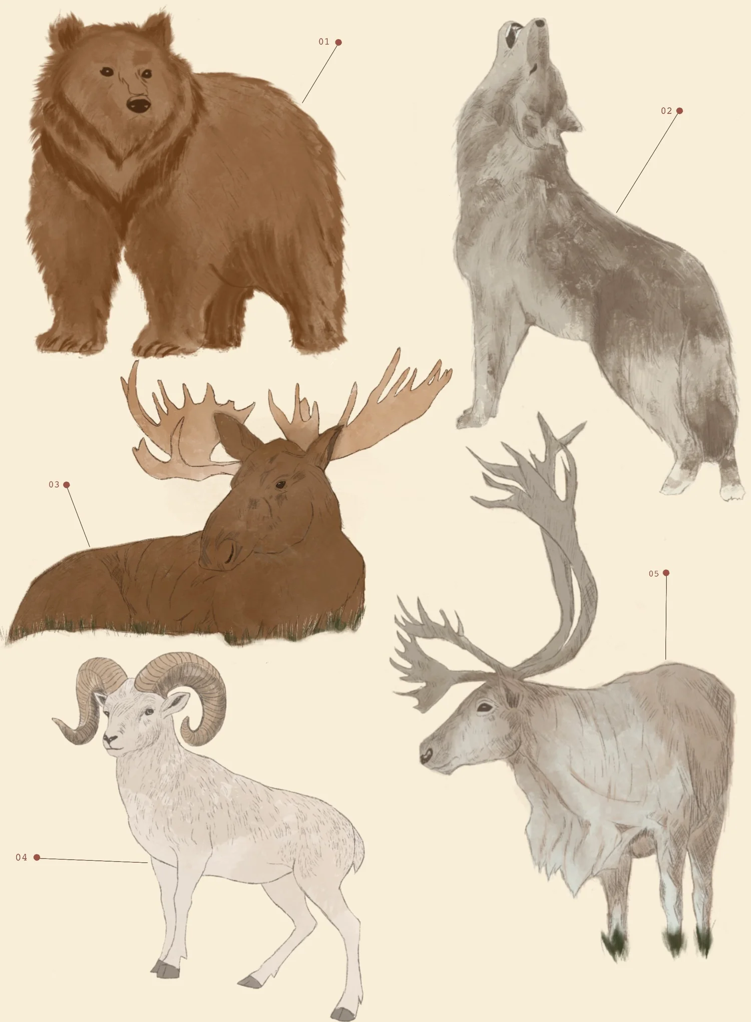 Illustration of Alaska's Big Five: grizzly bear, grey wolf, moose, dall sheep, and caribou, with numbered leader lines