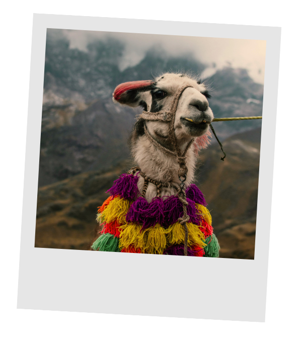 A llama with red and purple pom-pom tassels, set against misty Andean mountains.