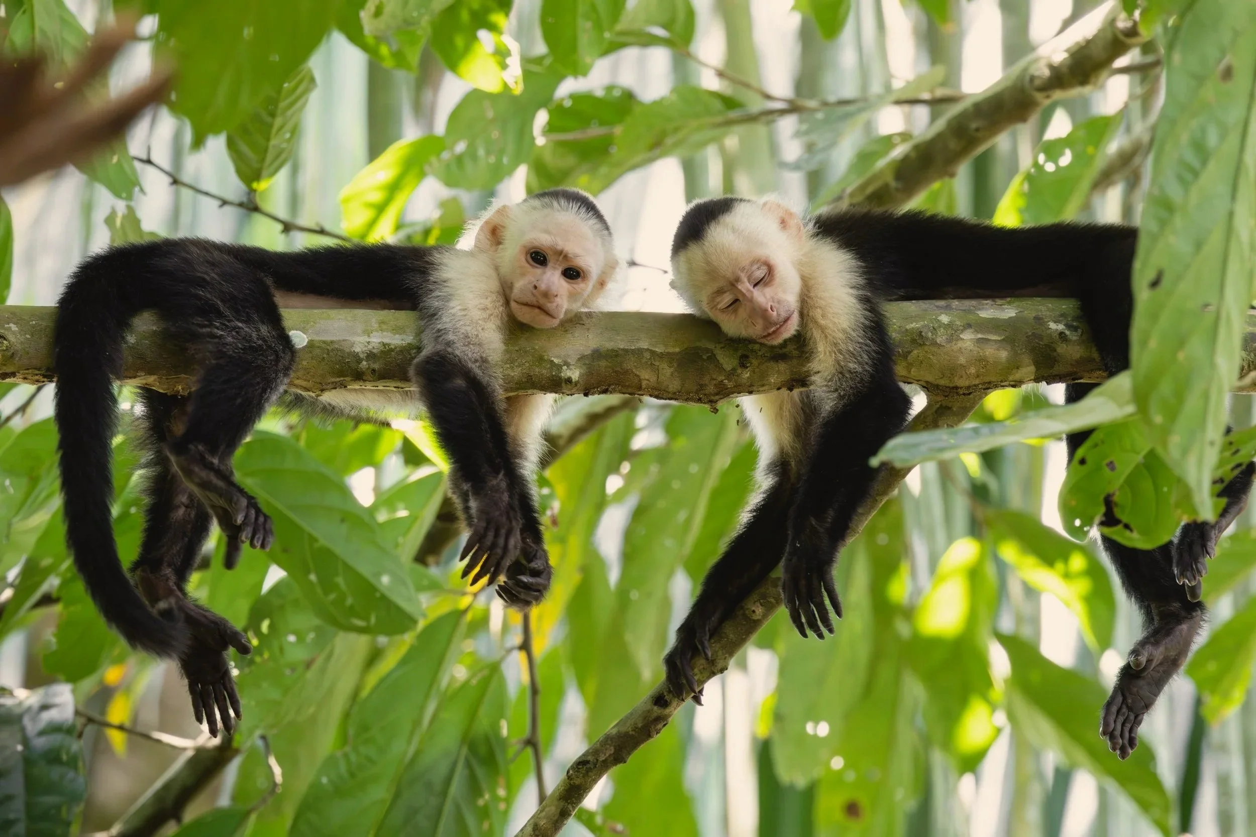 Two white-faced capuchin monkeys lounging side by side on a branch in the rainforest of southern Costa Rica