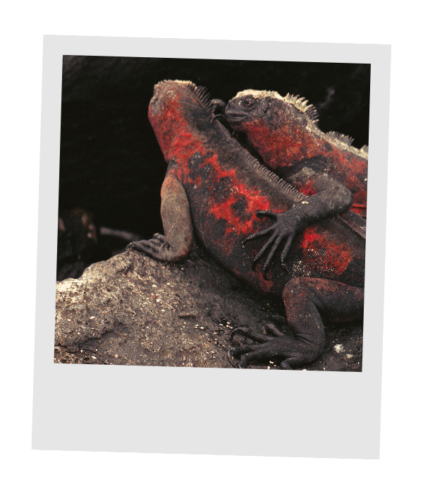 Two marine iguanas in vivid red and black breeding colors resting together on dark volcanic rock.