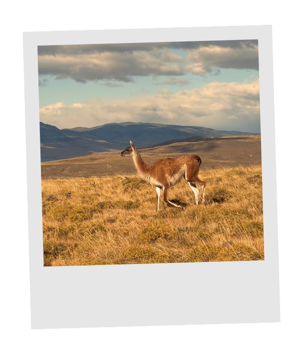 A guanaco standing in golden grassland beneath rolling hills and a cloud-streaked sky in Patagonia.