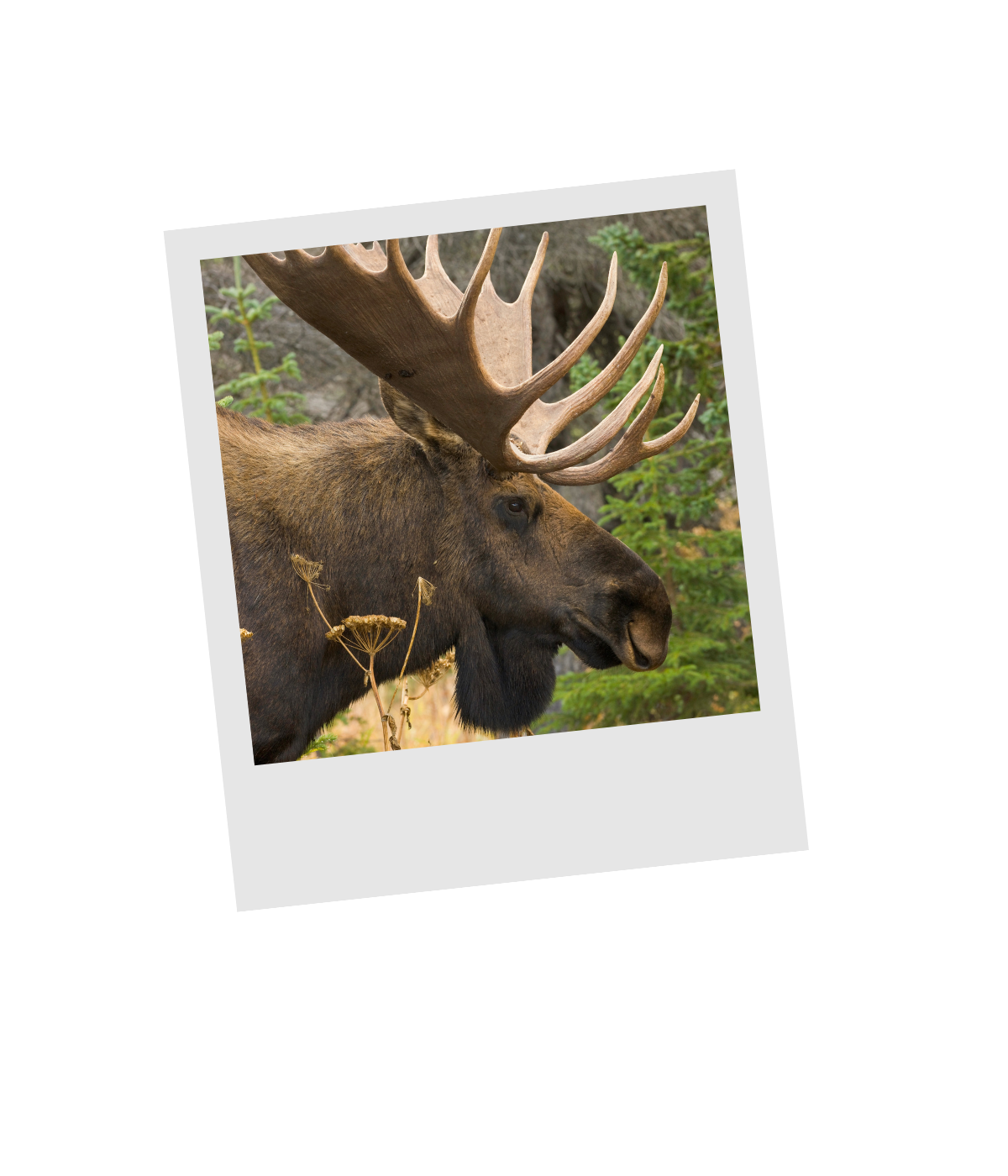 Bull moose with broad antlers among autumn grasses in Alaska