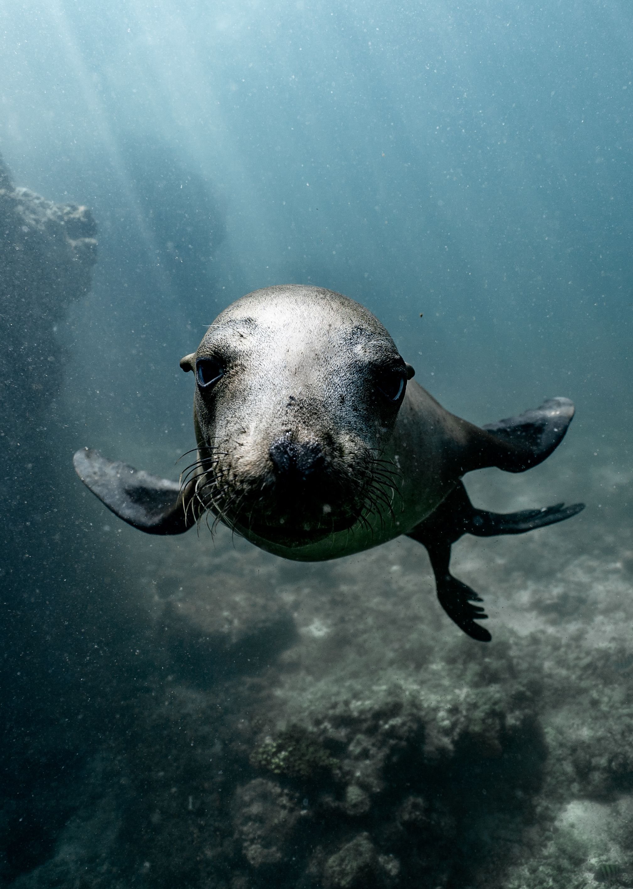 Underwater close up of a sea lion in the Sea of Cortez