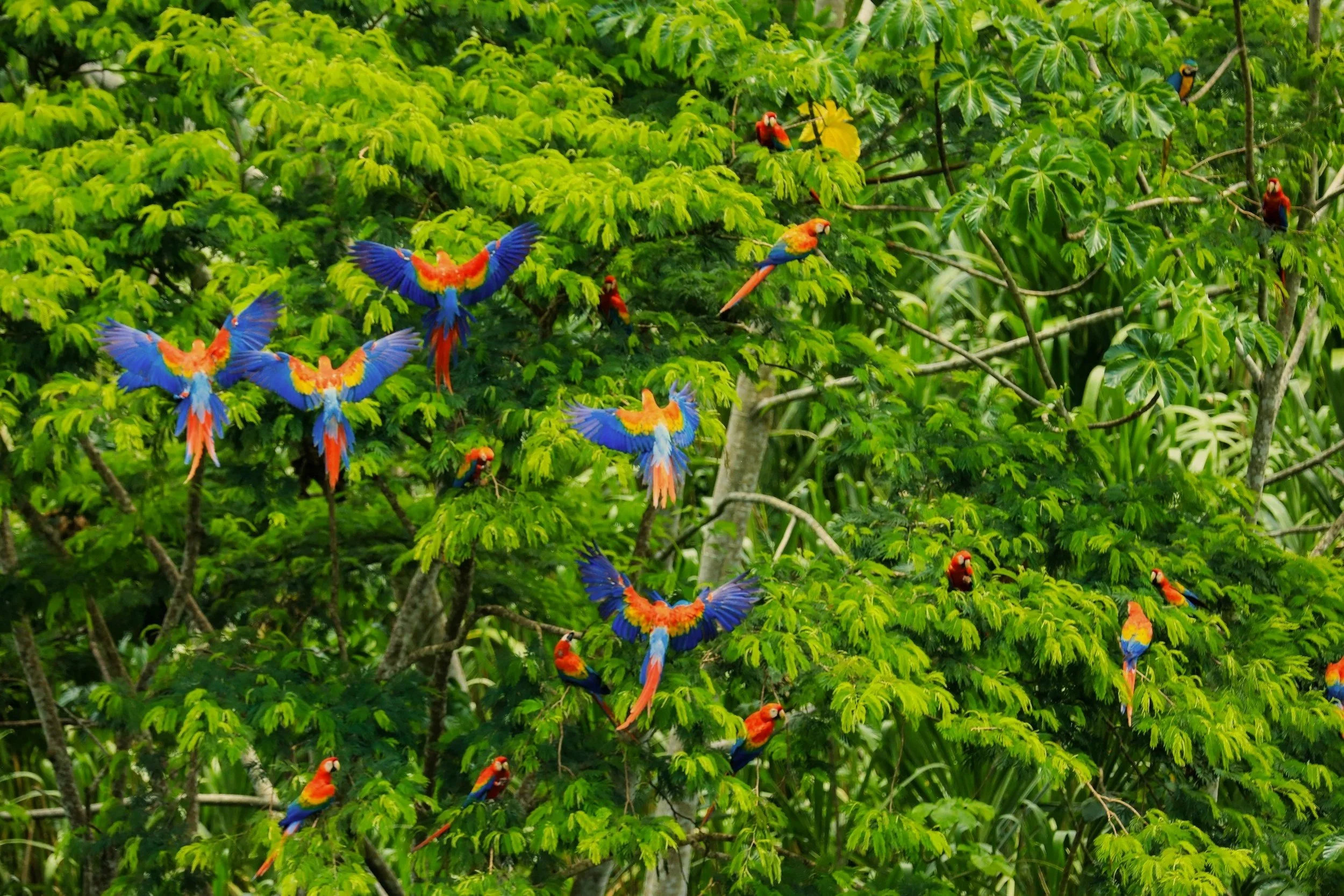 Scarlet macaws with red, yellow, and blue wings flying through the green rainforest canopy of the Peruvian Amazon.