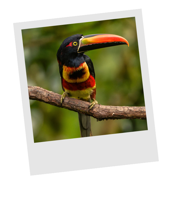 Fiery-billed aracari with an orange beak and yellow chest perched on a branch in Costa Rica