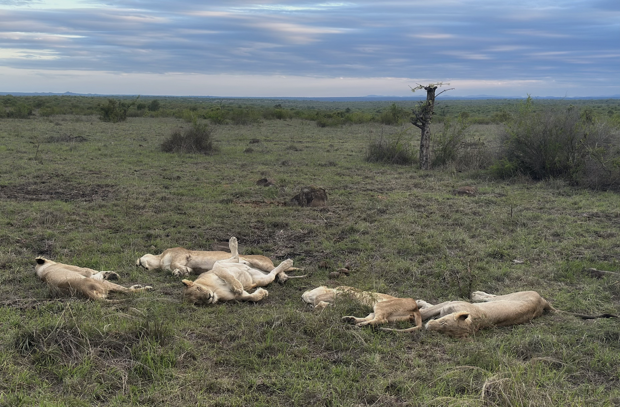 Pride of lions in Kruger National Park South Africa
