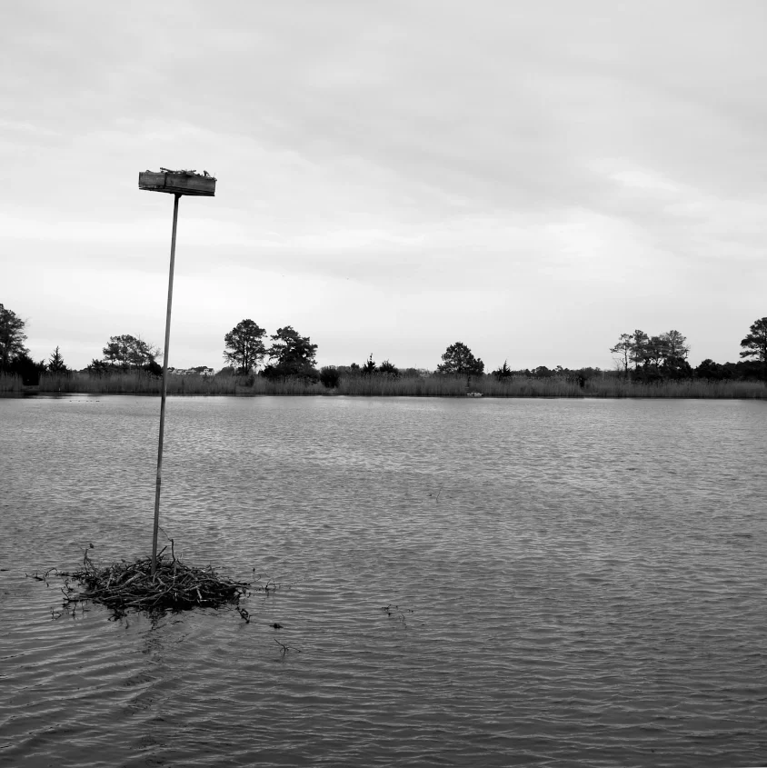 A submerged bird nesting box on top a pole, located in a body of water, with trees and shrubs in the background under a cloudy sky.