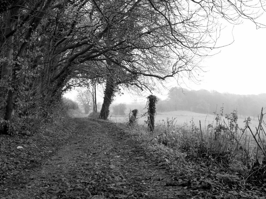 A black and white photograph of a dirt path winding through a wooded area with leafless trees on both sides, leading to an open field in the distance.