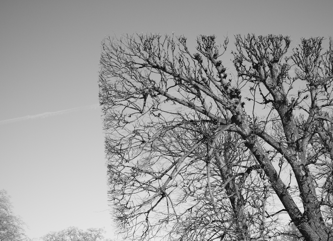 Black and white photo of leafless trees with snow on branches against a clear sky.