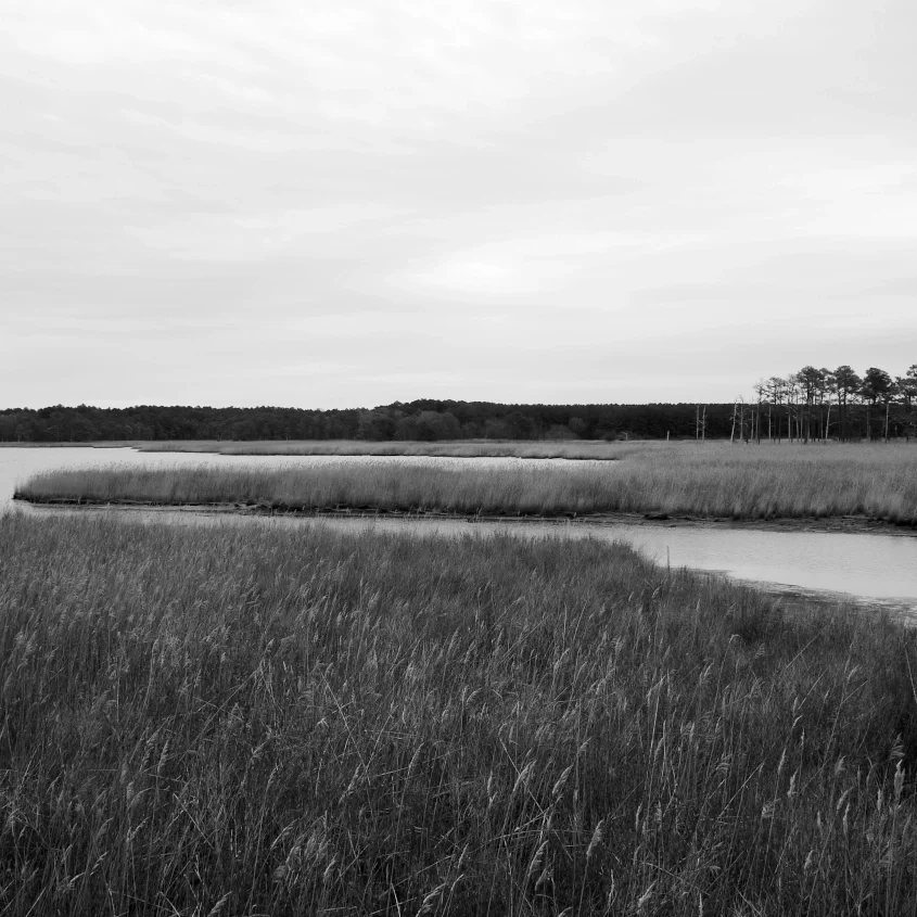 A black and white landscape photo of a marsh with tall grasses, a body of water, and trees in the distance under an overcast sky.