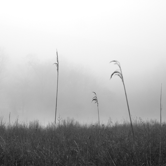 Black and white photo of tall grasses in a foggy field with trees barely visible in the background.