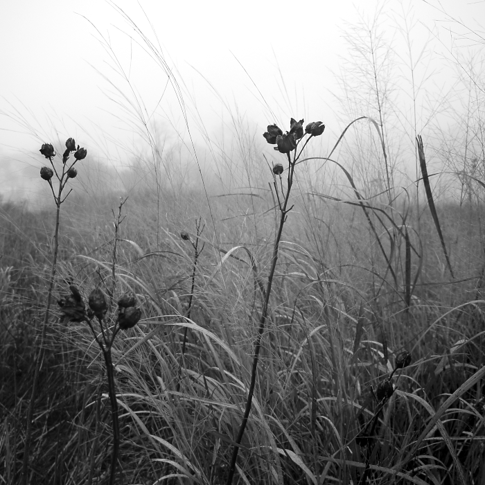 Black and white photo of tall grass and wildflowers in a foggy field