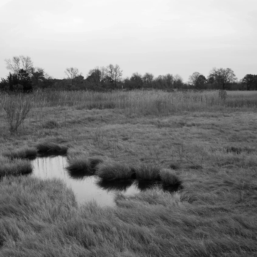 A black and white photo of a marsh with a small water stream and trees in the background.