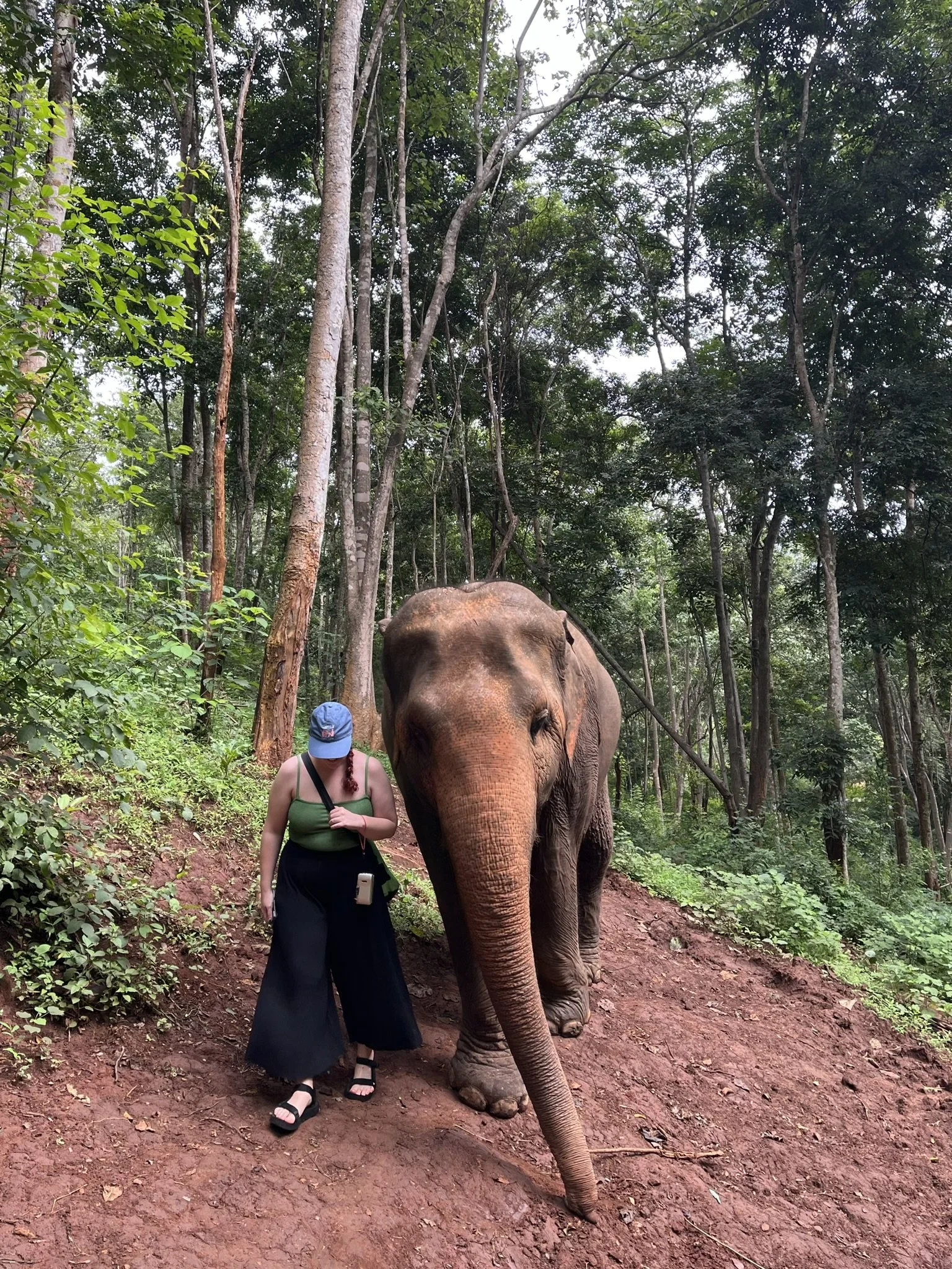 A woman wearing a green tank top, black wide-leg pants, sandals, a blue cap, and carrying a black bag with a phone attached walks beside an elephant on a trail through a forest.