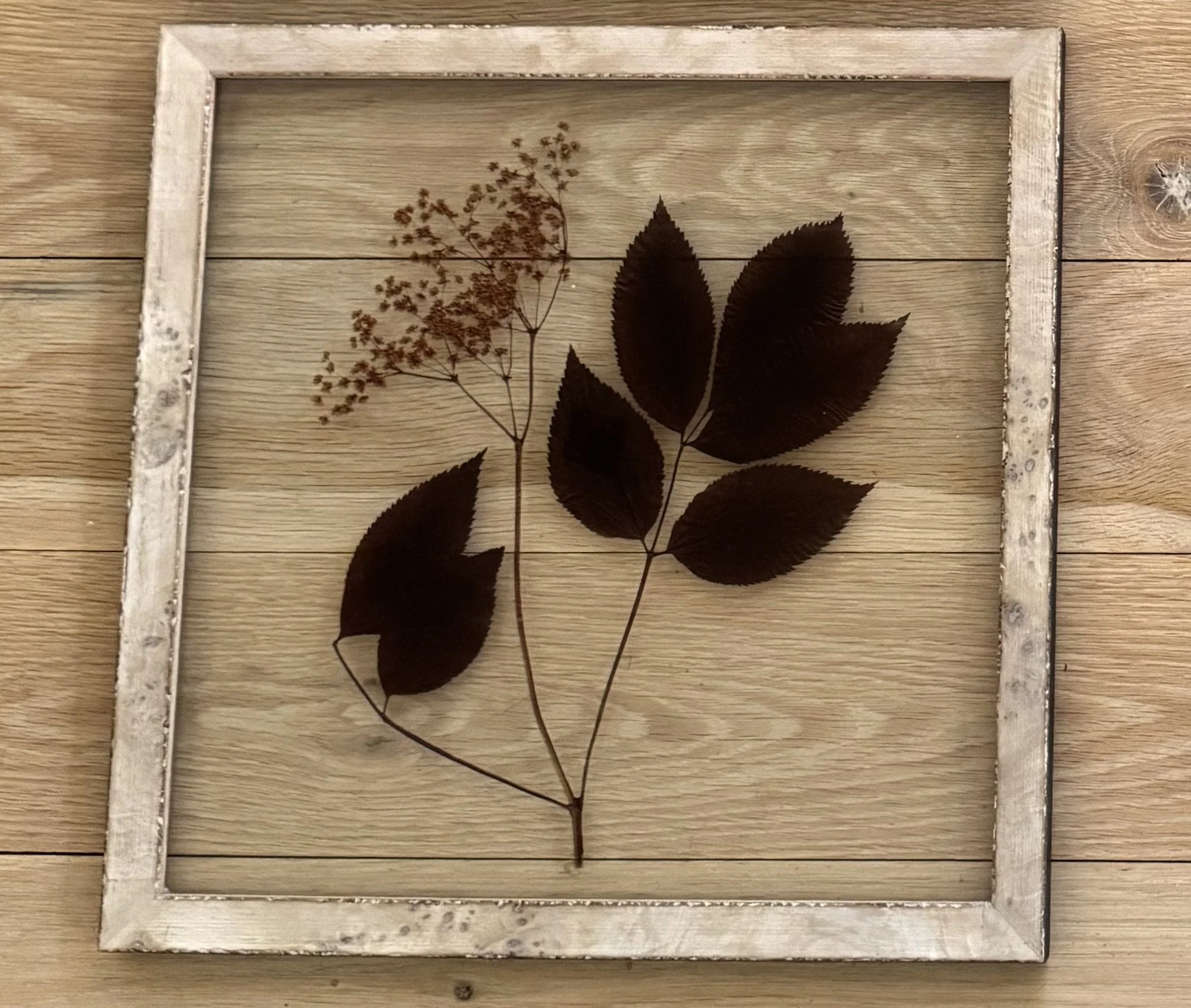 Elderberry Botanical