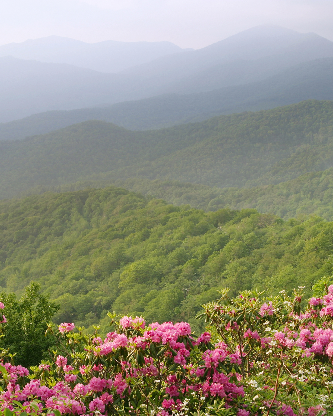View of Blueridge Mountain for the Ridgeline above Rhododendrons