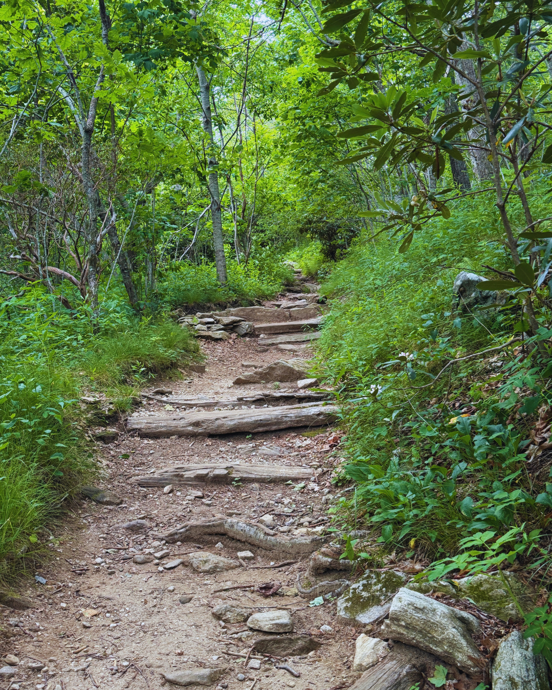 Rocky trail with tree canopy and Rhododendron