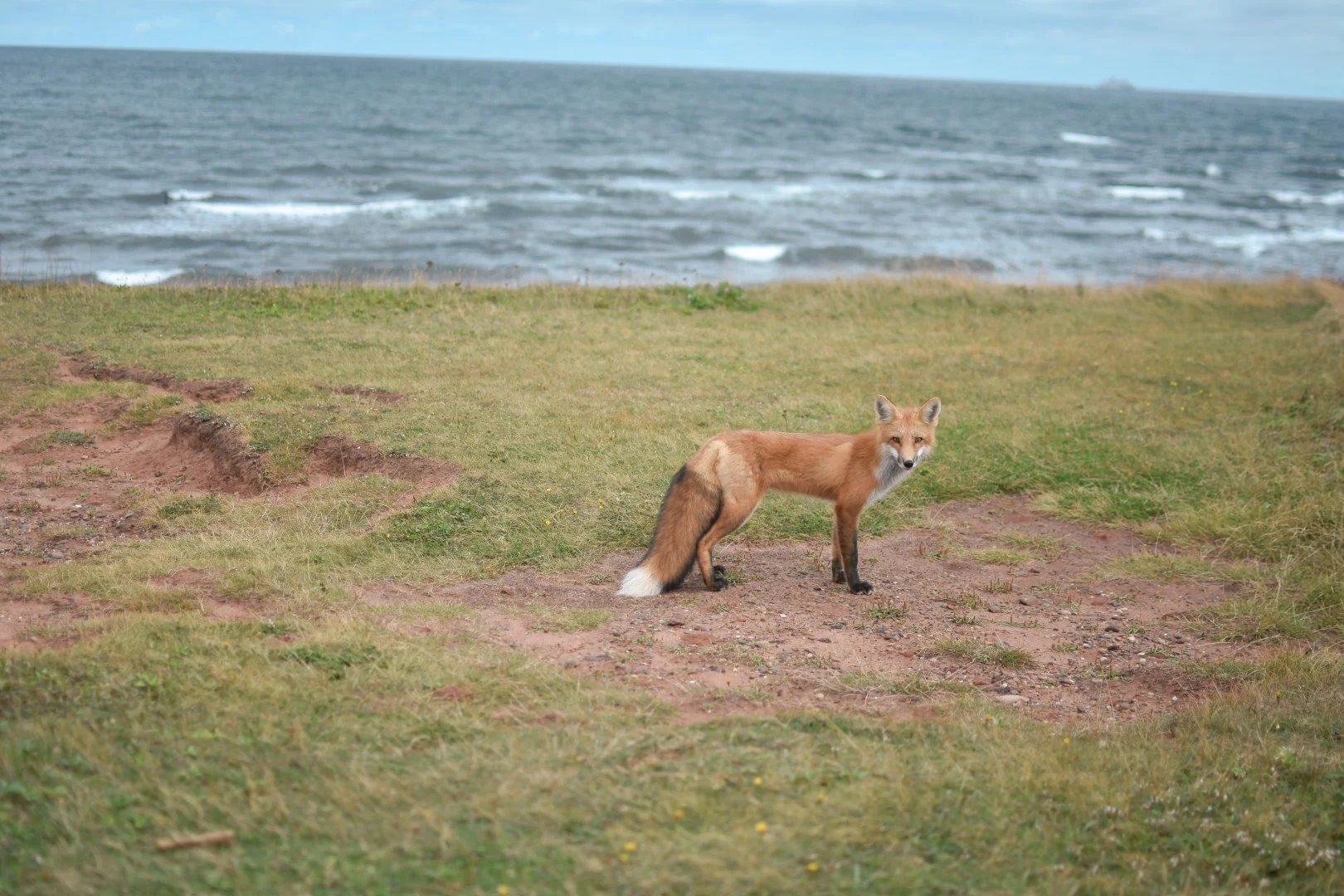A fox standing on a grassy area near the coast, with the ocean visible in the background.