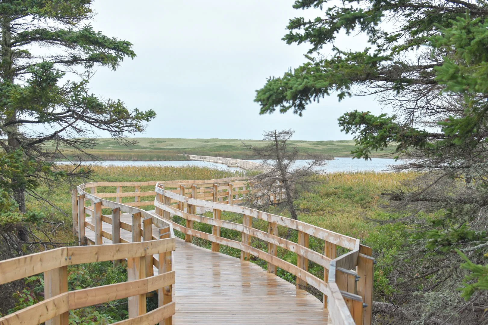 Wooden boardwalk winding through a marshy area with trees and water in the background, under an overcast sky.