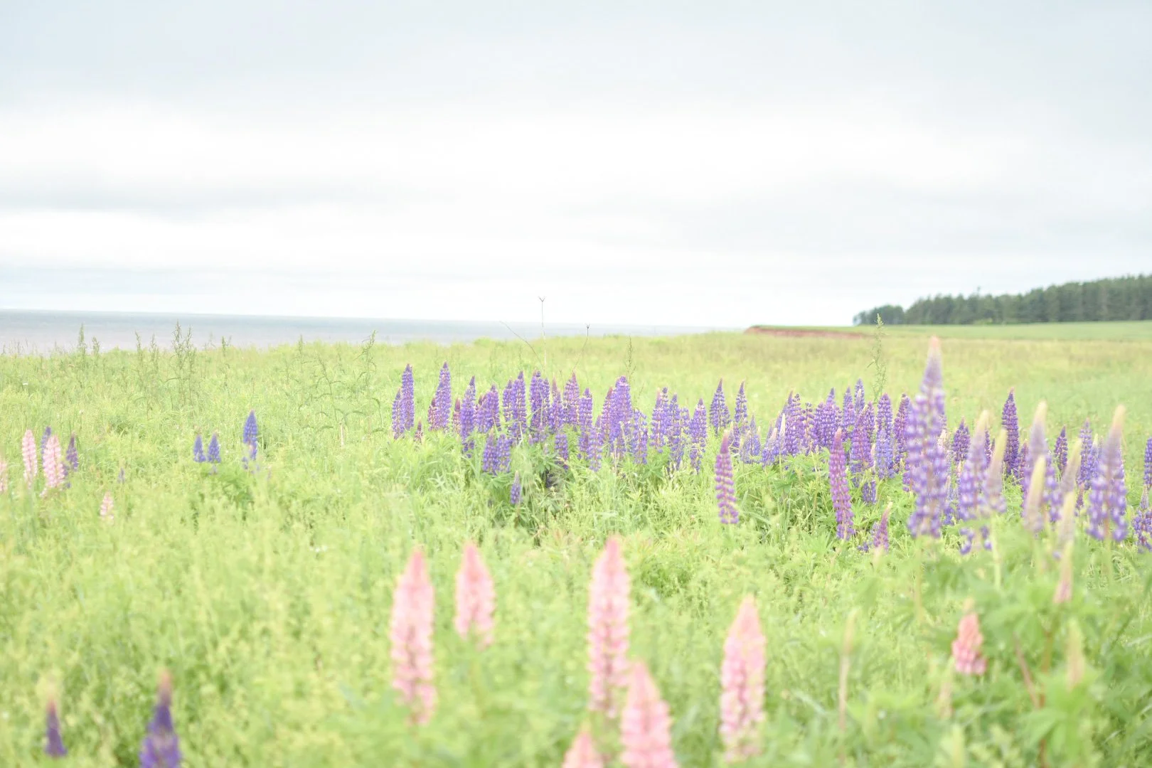 A field of pink and purple wildflowers under a cloudy sky with a distant tree line on the horizon.