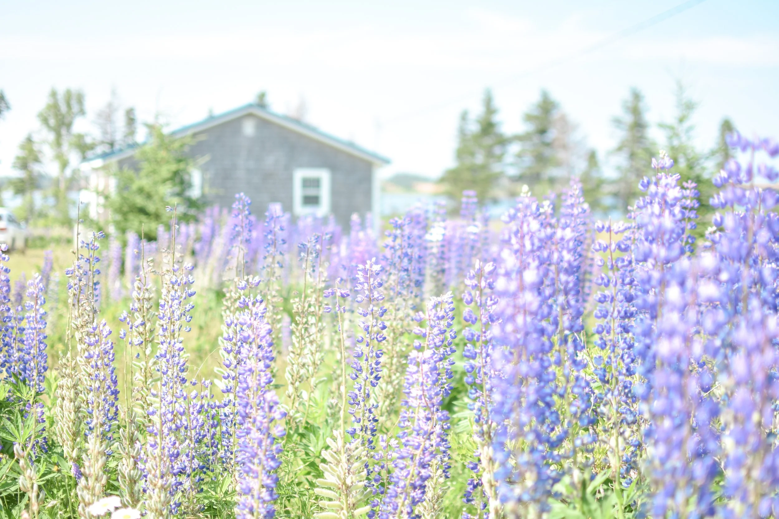 A field of purple lupin flowers with a blurry house and trees in the background under a bright, clear sky.