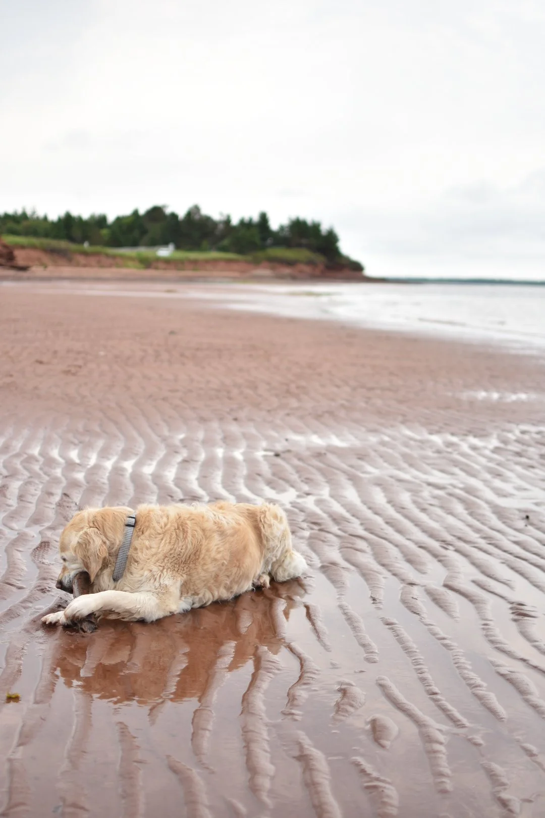 Golden retriever lying on wet sand on an empty beach with ripples, distant shoreline, and overcast sky.