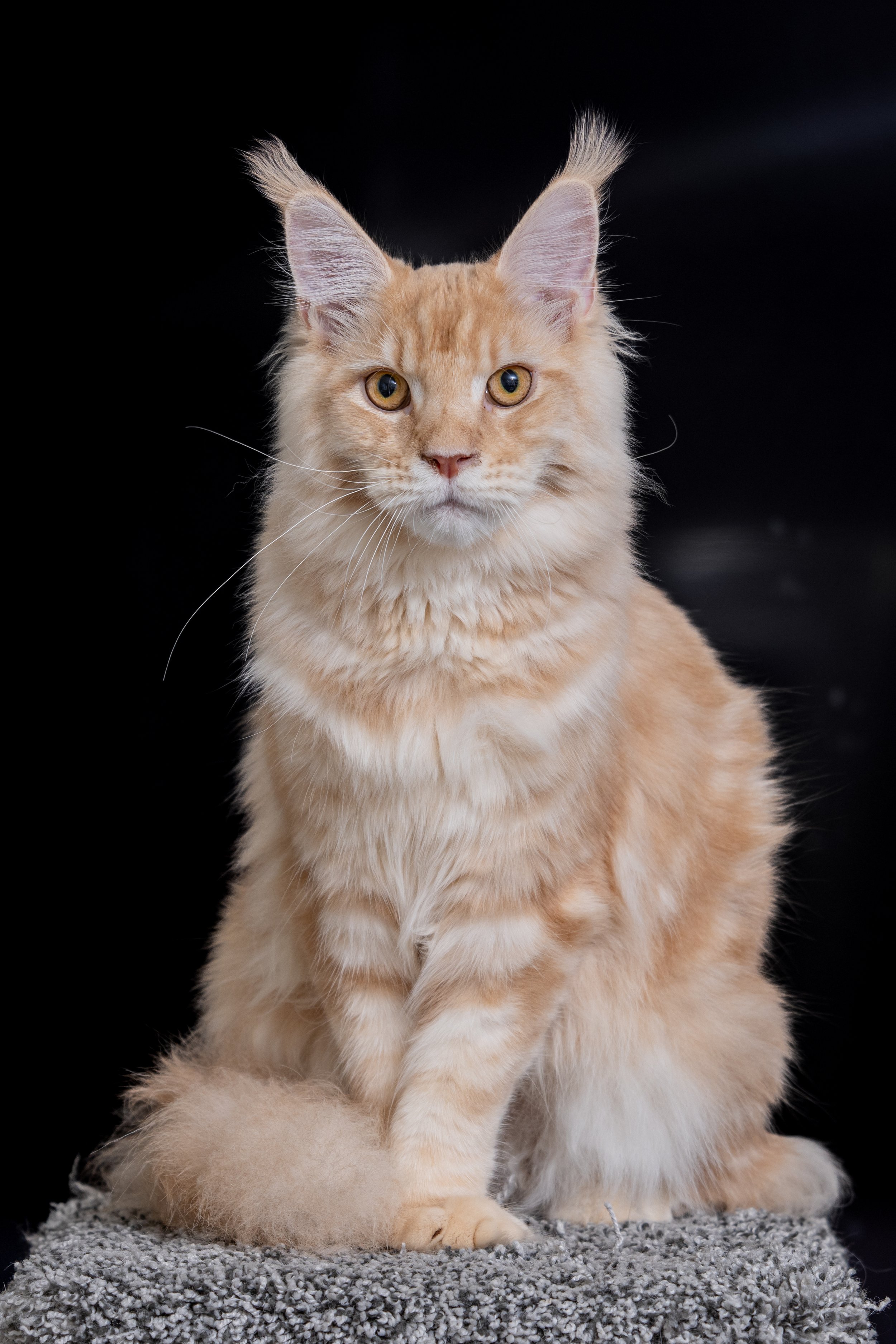 Does My Cat Actually Need a Groomer? 7 Signs Your Cat Could Benefit from Professional Grooming