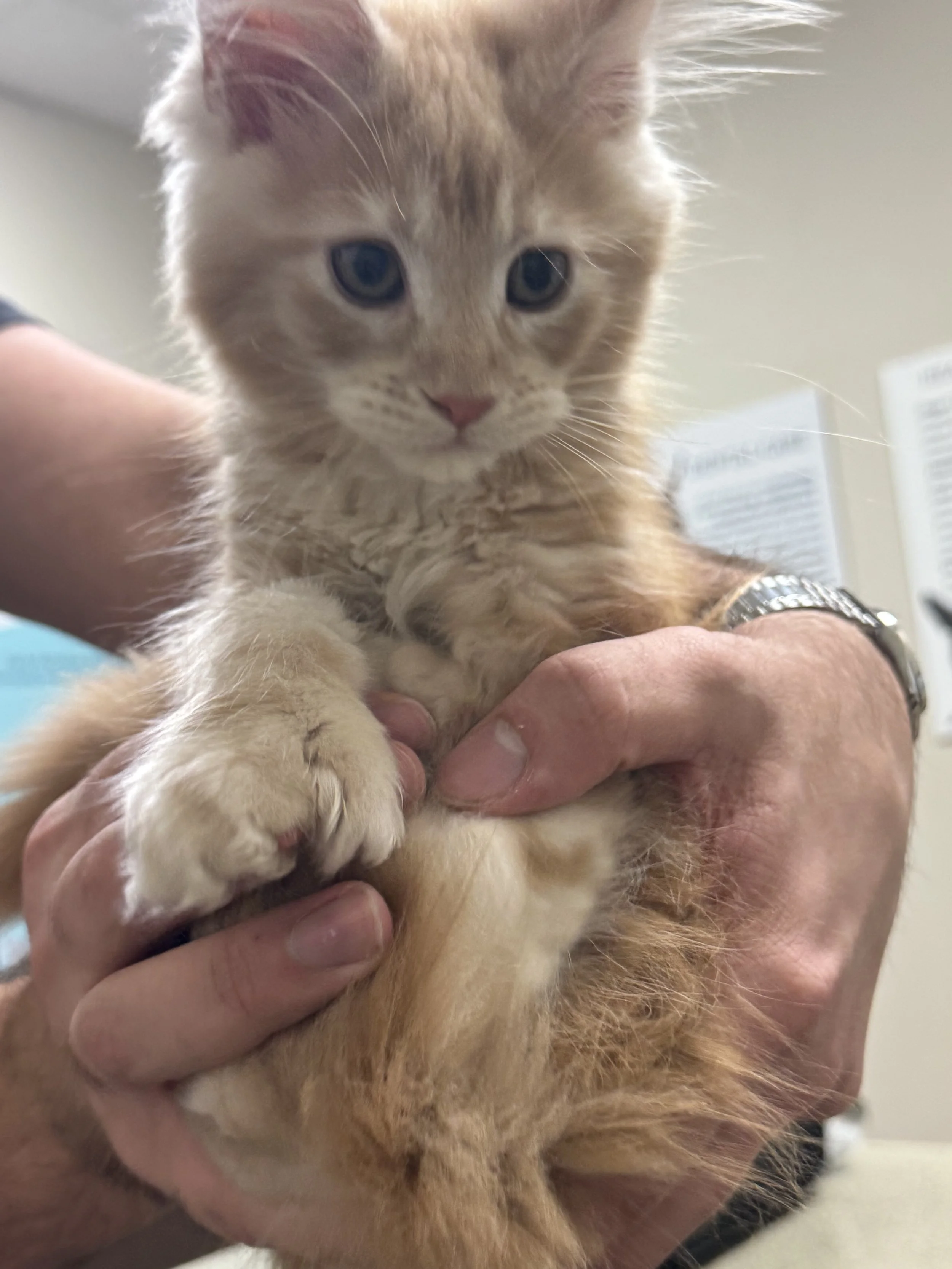 How Often Should You Trim Your Cat's Nails?