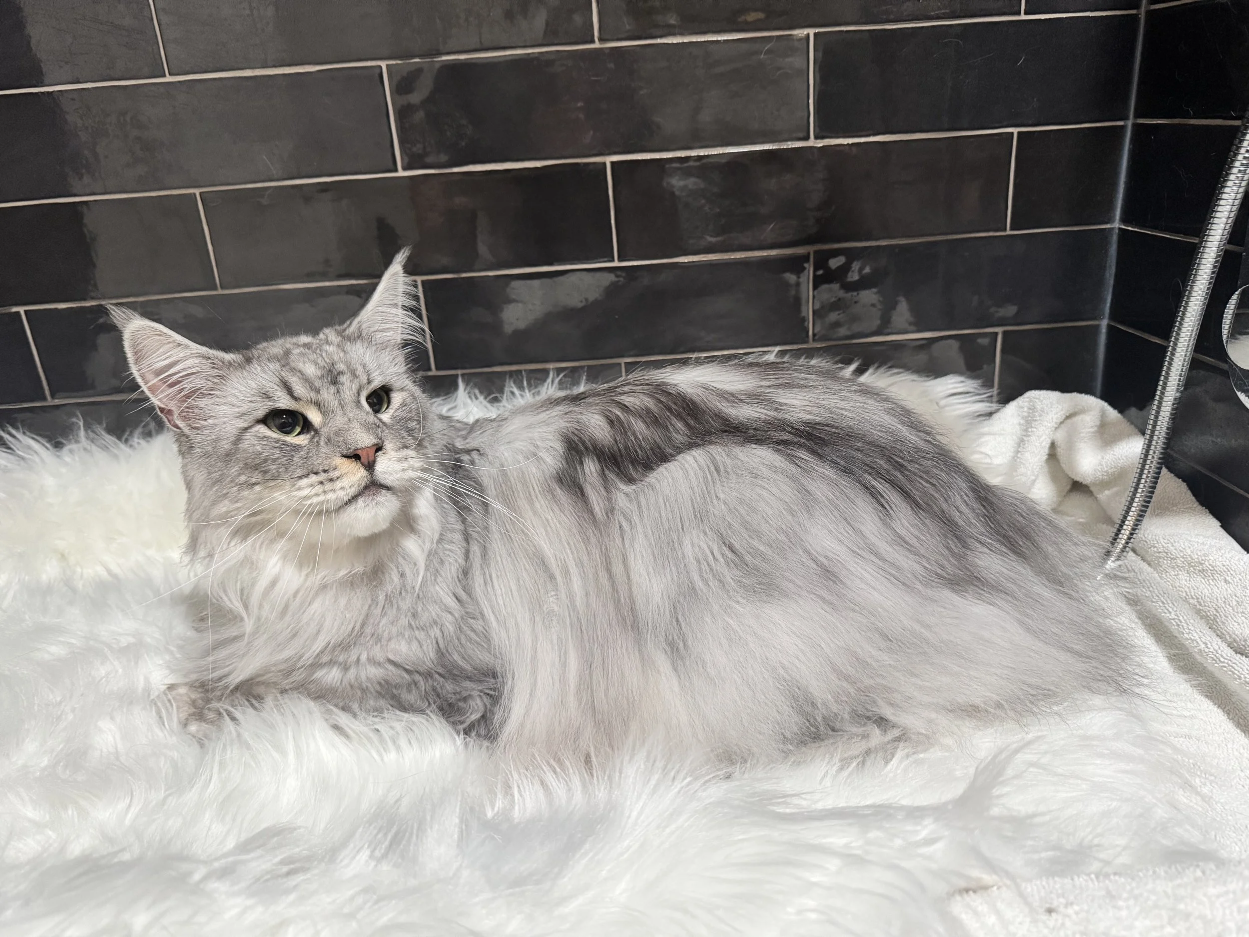 What Happens During Your Cat’s First Grooming Appointment?