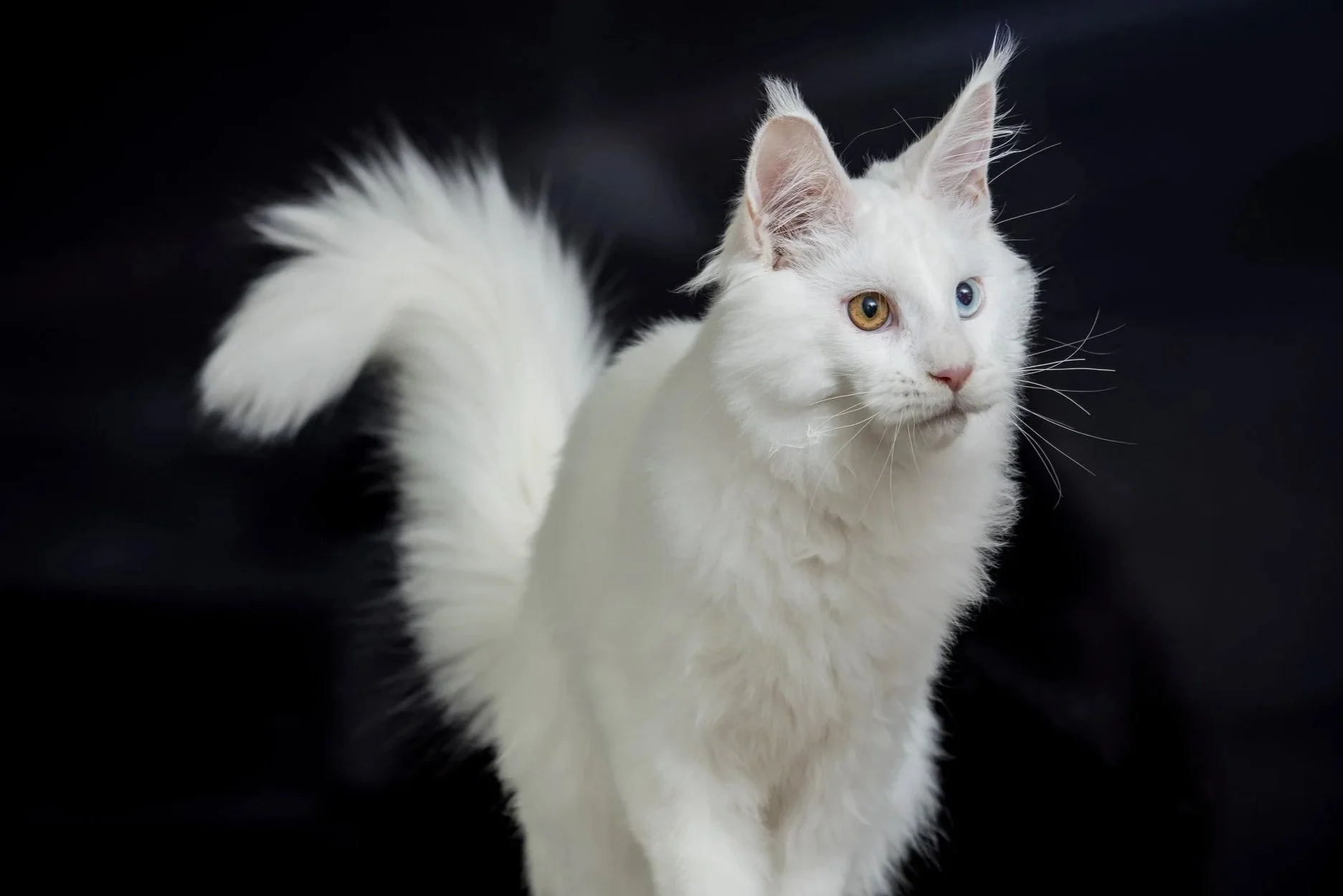 A white fluffy cat with heterochromatic eyes, one blue and one yellow, standing against a black background.