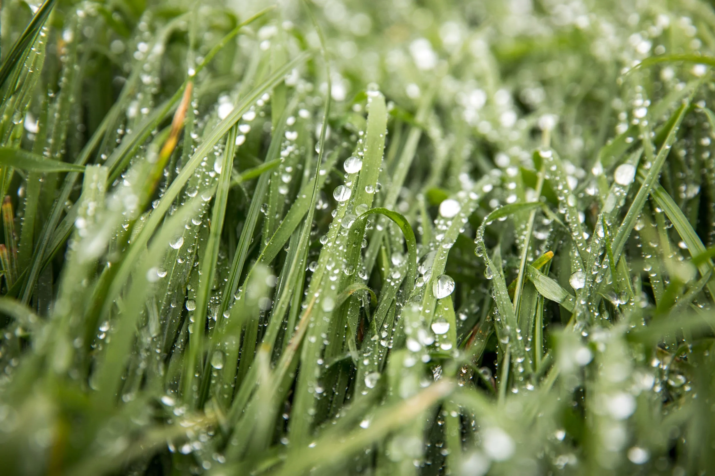 Mindfood_SFF_GretaBay-28_Web13.jpg
