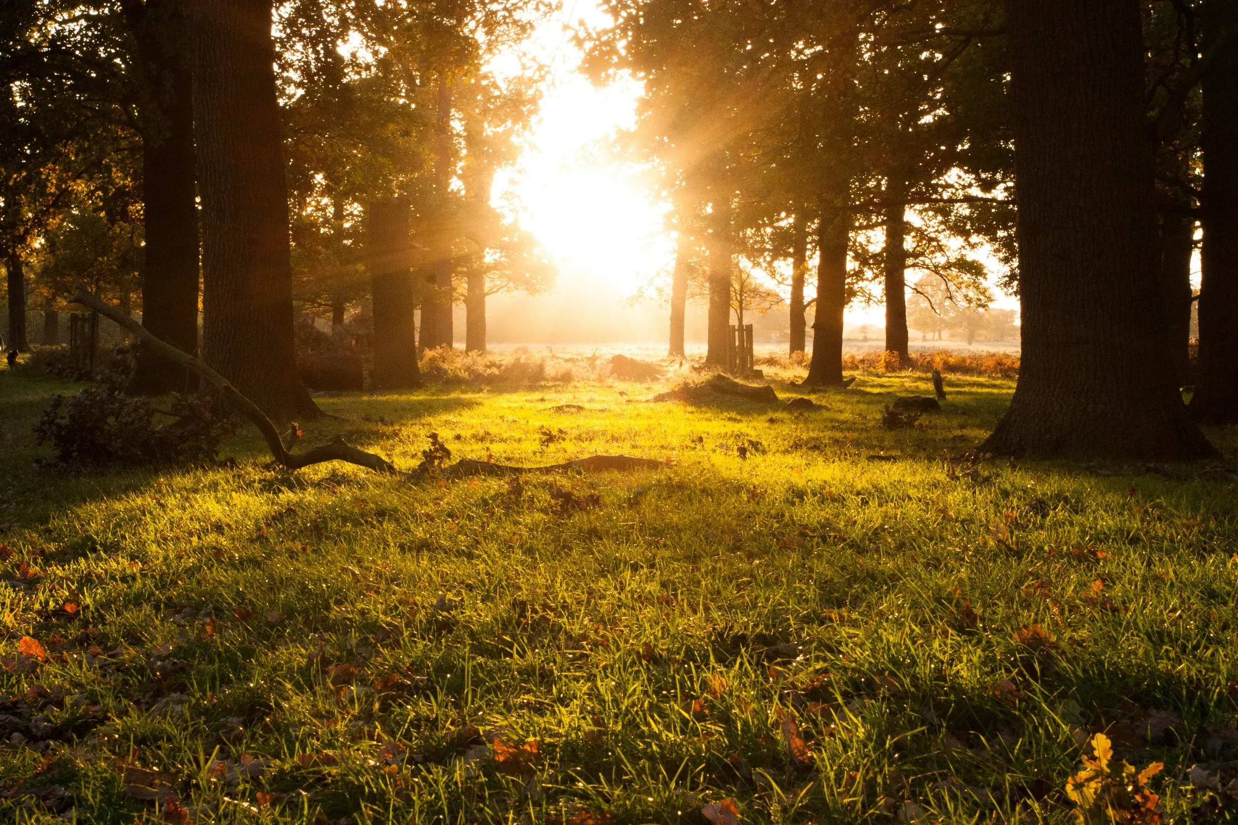 Sunrise over a forest with tall trees and green grass.