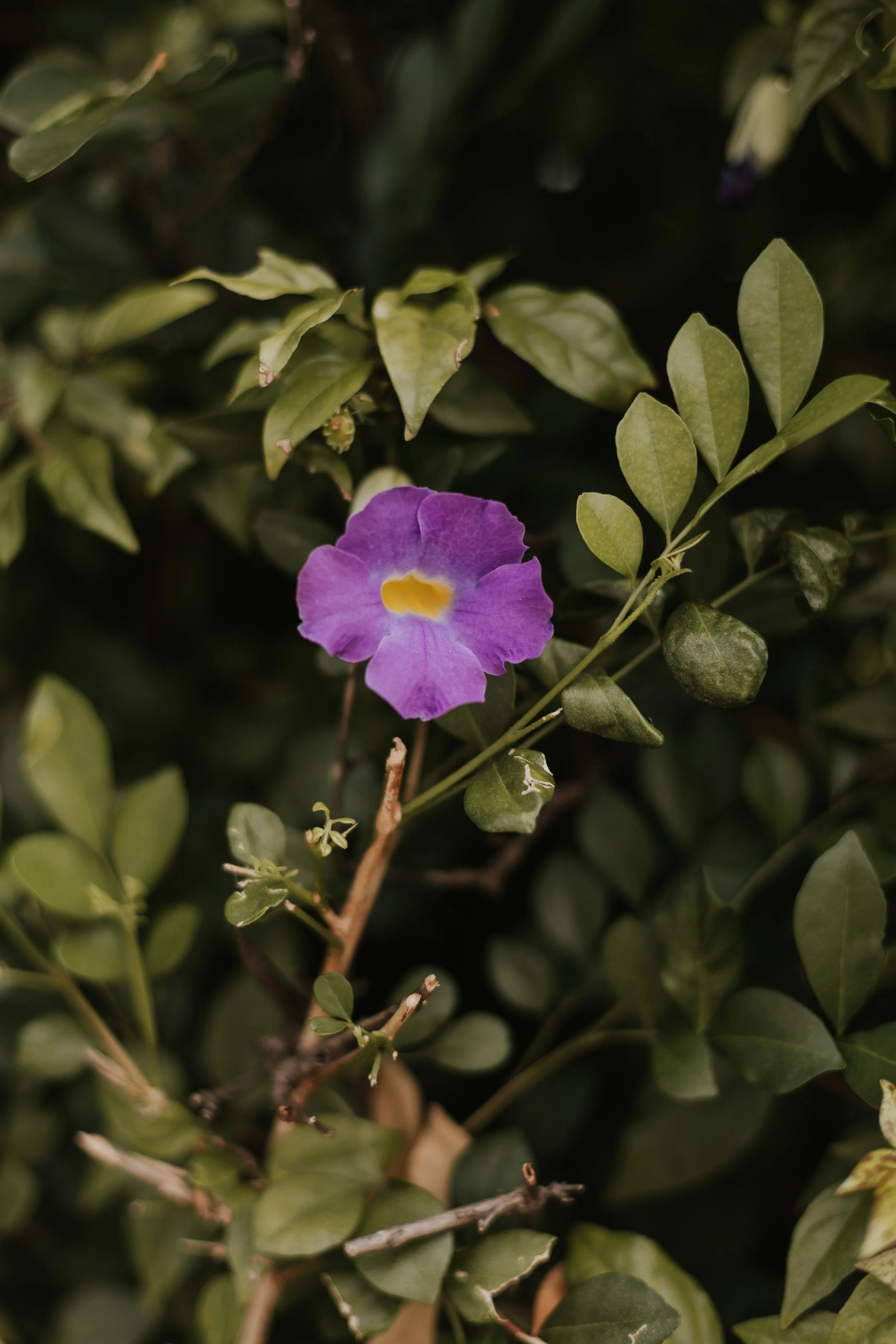 Close-up of a bush with green leaves and a single purple flower with a yellow center.