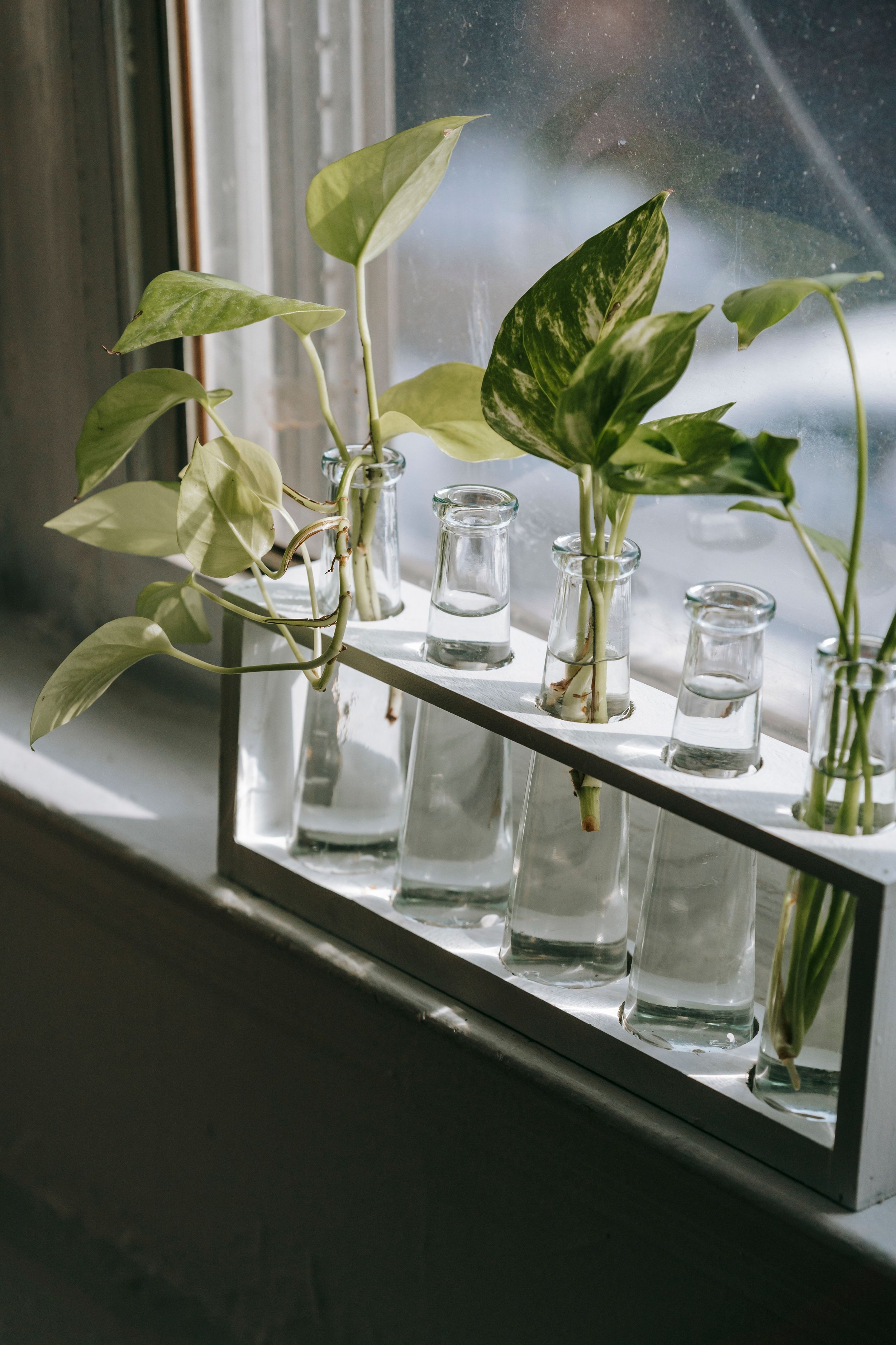 Potted green and variegated pothos plants in glass test tubes on a windowsill.