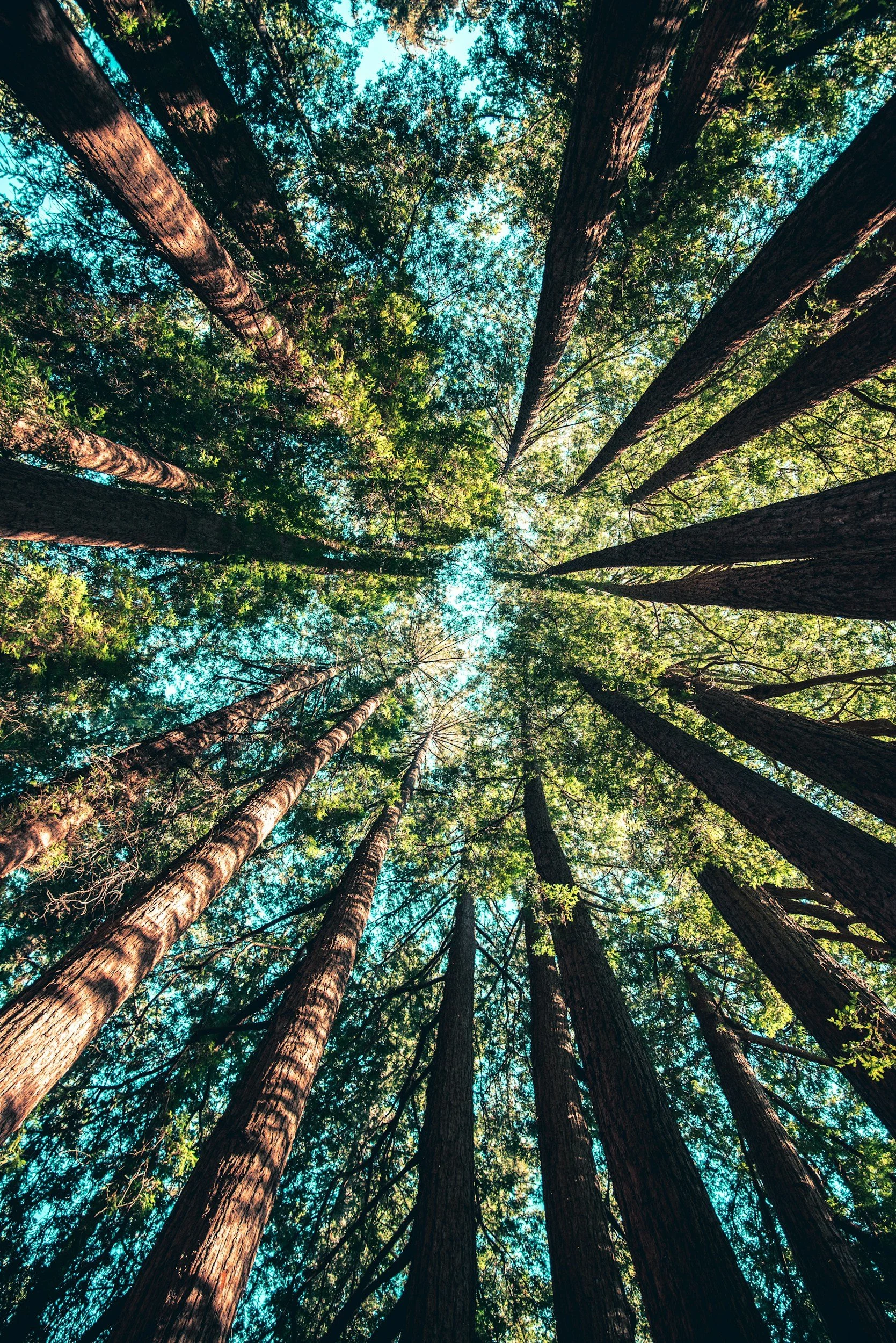 Looking up through a forest canopy with tall trees and green leaves against a blue sky.